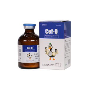 Cef Q 2g 1