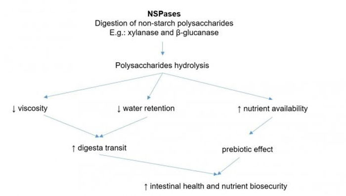 Hình 2: Cơ chế hoạt động của enzyme ngoại sinh, enzyme ngoại sinh có tác dụng như một prebiotics do hoạt động thủy phân polysaccharides phi tinh bột để tạo ra oligosaccharides mà được vi sinh vật sử dụng.