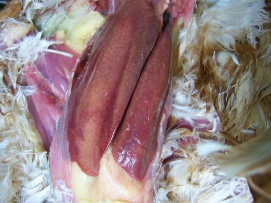 Hình 6: Gan lách hoại tử và sưng to ở gà bị thương hàn do Salmonella gallinarum