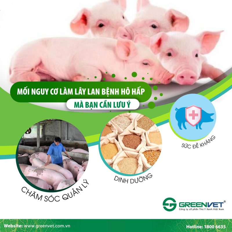 Mối nguy cơ làm lây lan bệnh hô hấp trên heo
