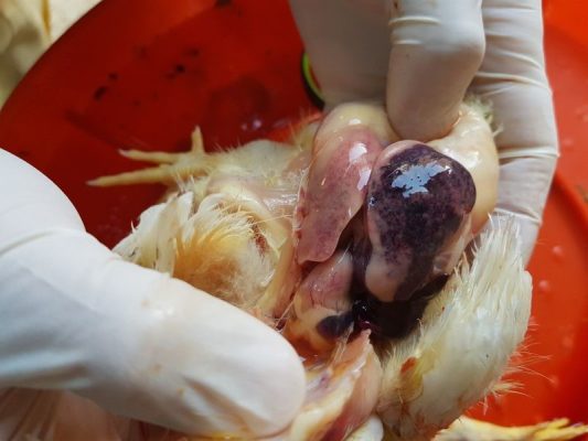 Hình 5: Tổn thương gan ở gà con 4 ngày tuổi bị hội chứng gan thận nhiễm mỡ.