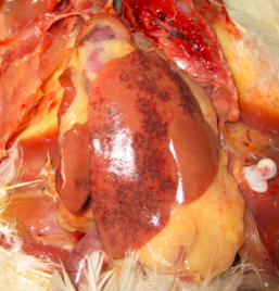 Hình 7: Xuất huyết điểm ở bề mặt gan của gà đẻ được tiêm vaccine E.coli vô hoạt