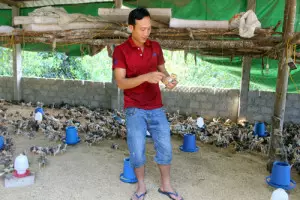 nuoi-ga-thao-duoc