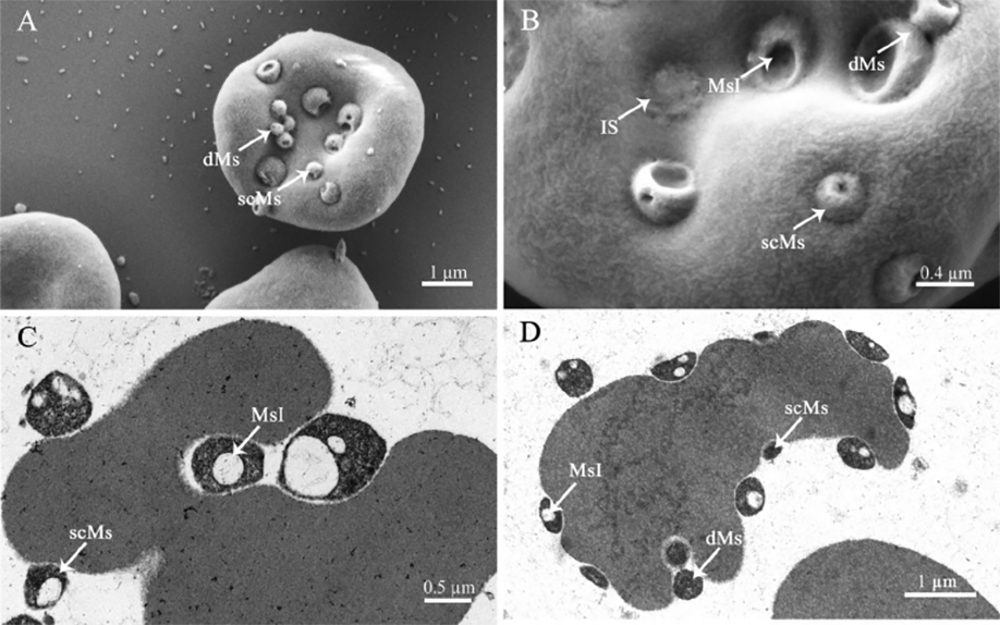 vi-khuẩn-Mycoplasma-suis