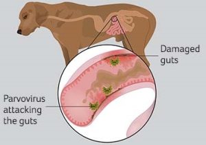 7. Các câu hỏi thường gặp về bệnh Parvo