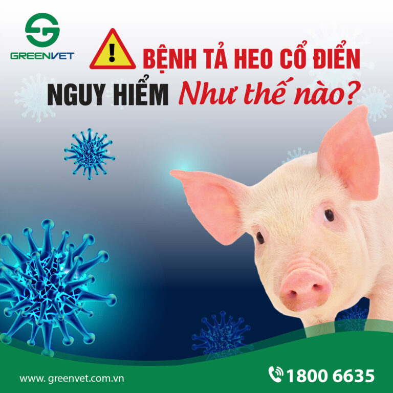 BỆNH TẢ HEO CỔ ĐIỂN NGUY HIỂM NHƯ THẾ NÀO?