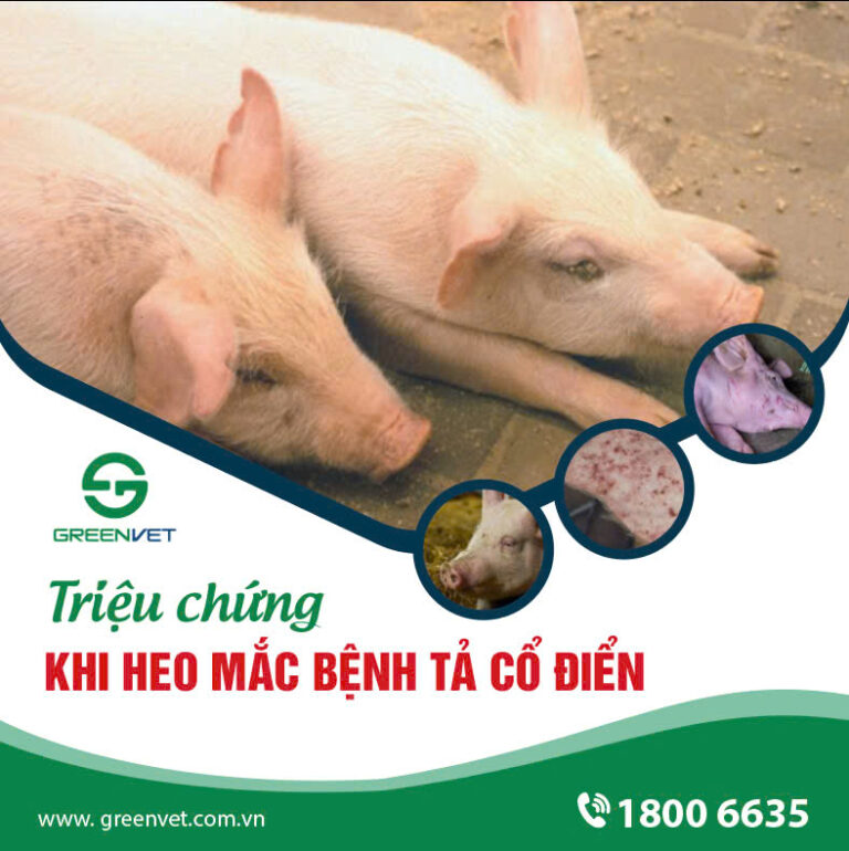 Triệu Chứng Khi Heo Mắc Dịch Tả Cổ Điển (CSF)