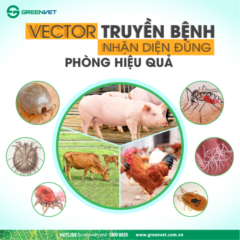 Vector Truyền Bệnh – Nhận Diện Đúng, Phòng Hiệu Quả