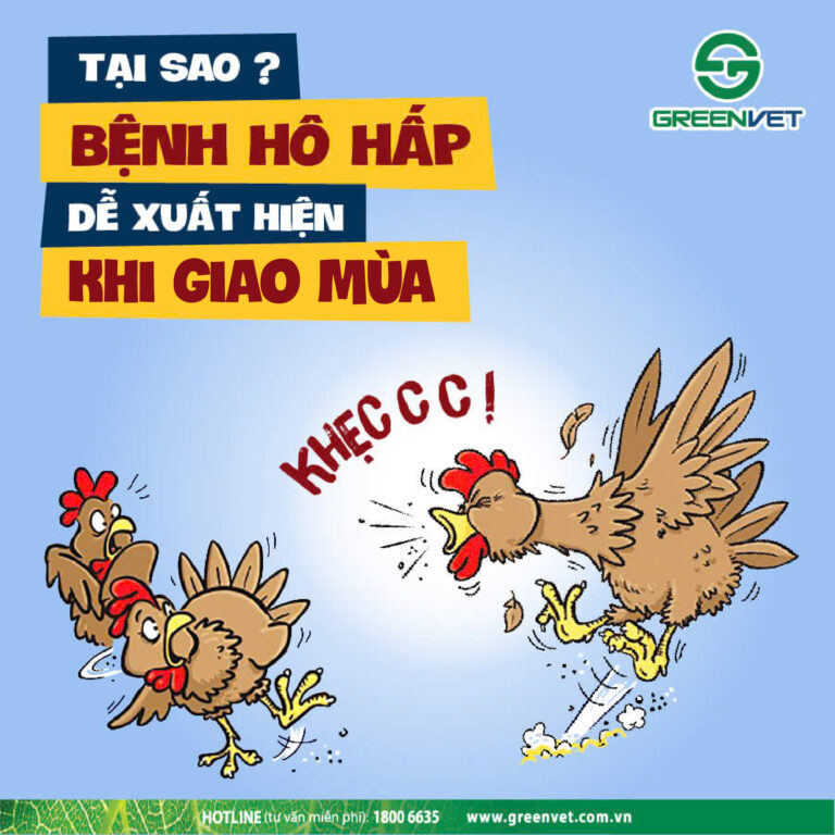 Tại sao gia cầm dễ mắc bệnh về hô hấp khi thời tiết giao mùa?