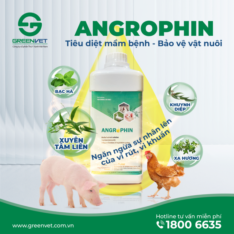 ANGROPHIN – Thảo dược tự nhiên kháng virus, tăng đề kháng cho vật nuôi