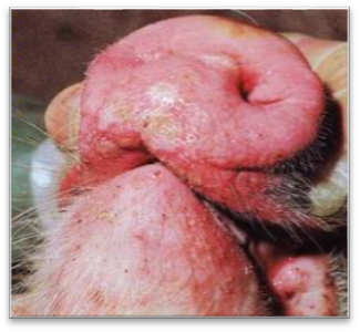 Bệnh lở mồm long móng trên heo (Foot & Mouth disease – FMD)