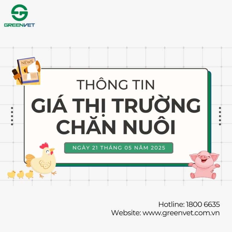 Giá heo hơi, gà, vịt, trứng ngày 21/05/2025