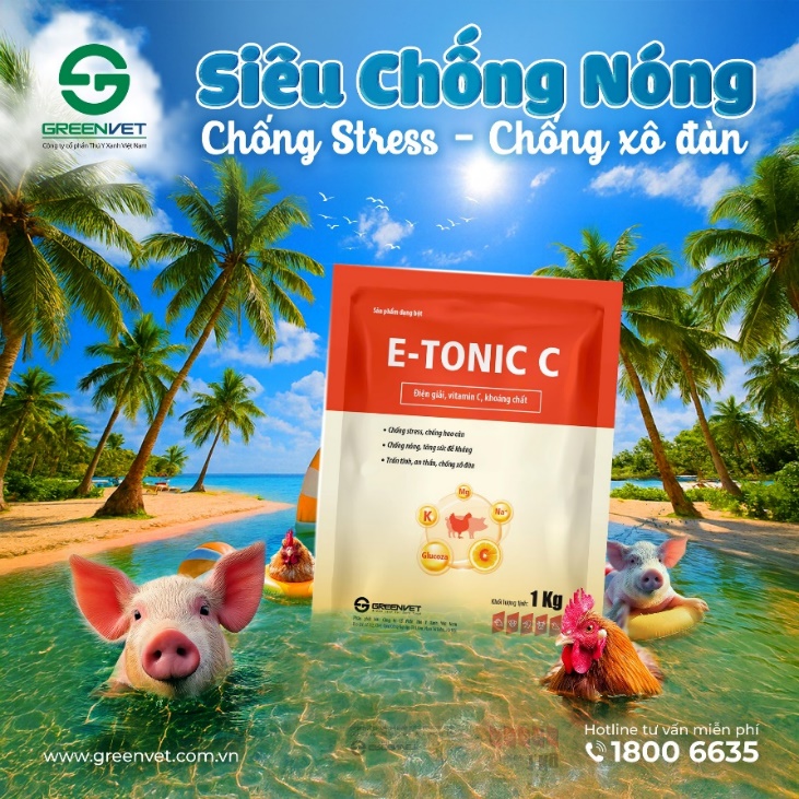GIẢI PHÁP CHỐNG NÓNG SINH HỌC CHO HEO HIỆU QUẢ MÙA NẮNG NÓNG