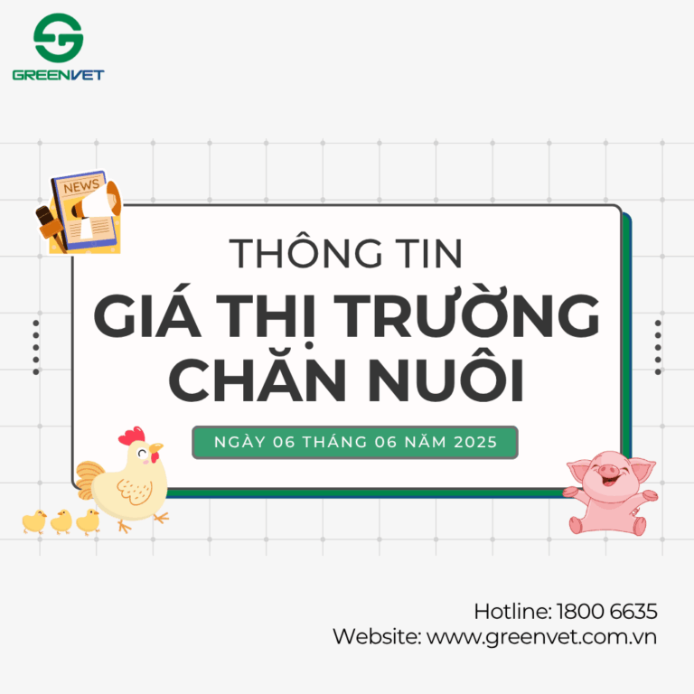 Giá heo hơi, gà, vịt, trứng ngày 06/06/2025