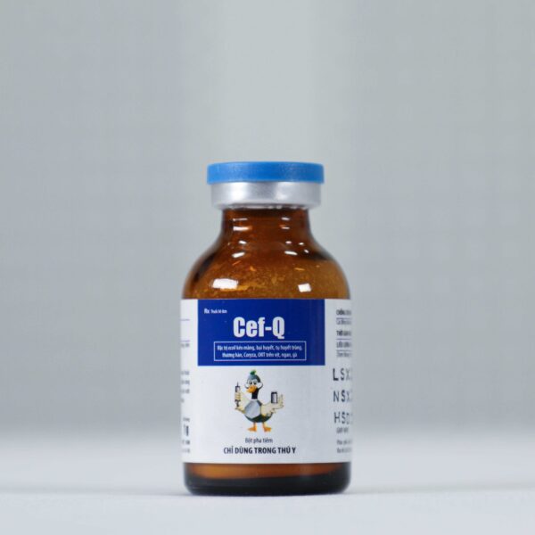Cef Q - Hình ảnh 5