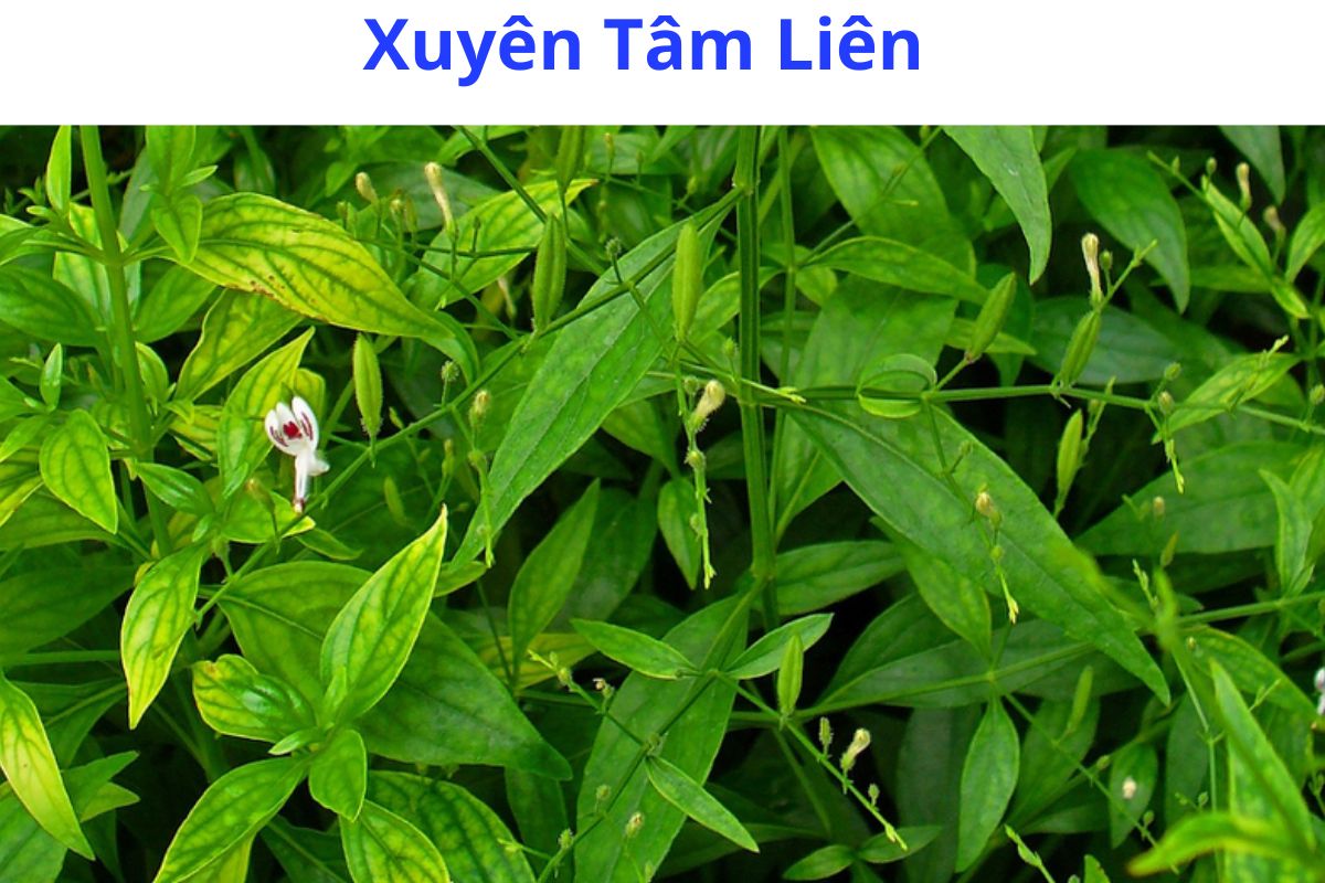 Xuyên tâm liên được dùng hỗ trợ điều trị viêm họng, cảm cúm và các bệnh viêm nhiễm