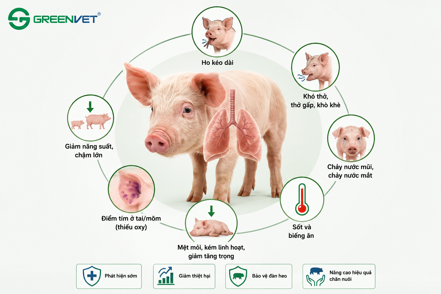 các triệu chứng của Porcine Respiratory Disease Complex trên heo