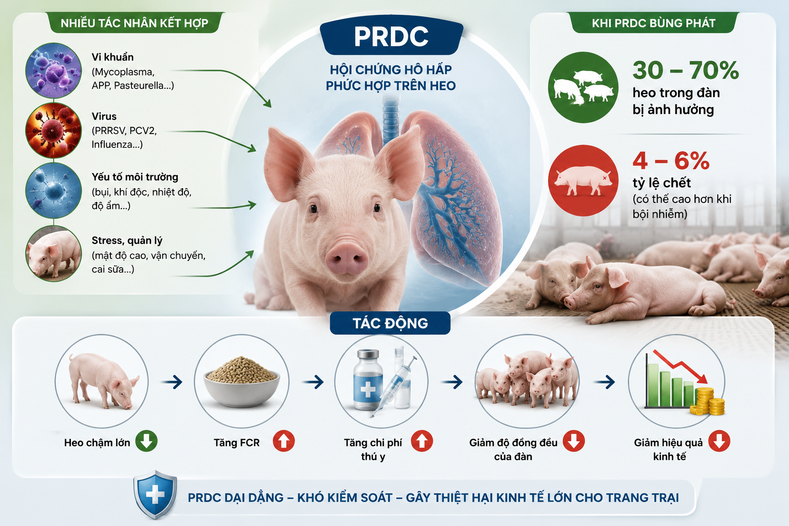 Hội chứng Porcine Respiratory Disease Complex trên đàn heo