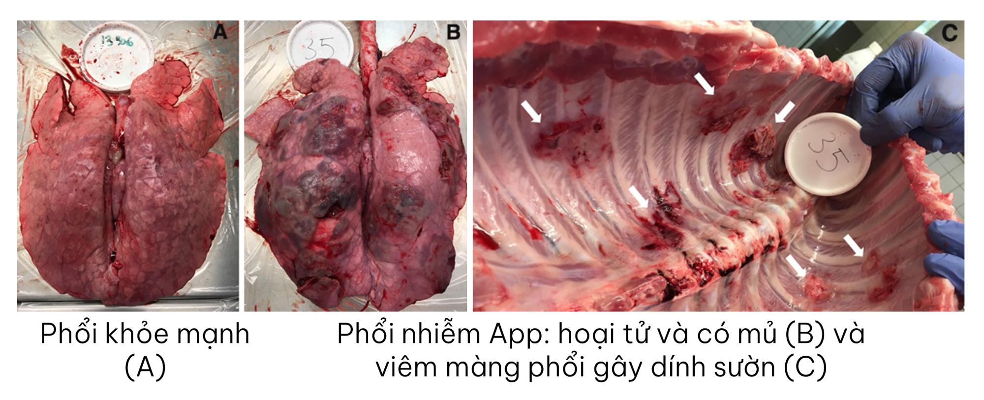 Tổn thương phổi và màng phổi heo do bệnh viêm phổi dính sườn trong chăn nuôi heo