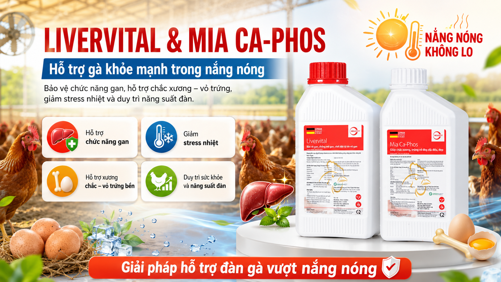 Livervital và Mia Ca Phos hỗ trợ gà khỏe mạnh trong nắng nóng